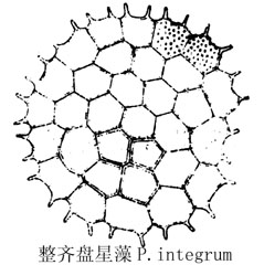 54 整齐盘星藻.jpg