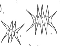 68二形栅藻.jpg