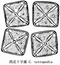 69 四足十字藻.jpg