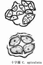 71 顶锥十字藻.jpg