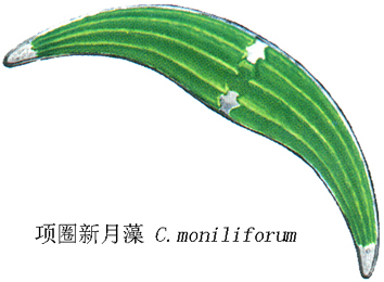 77 项圈新月藻.jpg