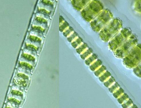 81 角丝鼓藻属.jpg