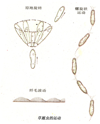 8 纤毛运动机制.jpg