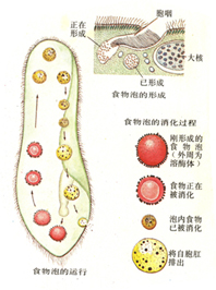 9 食物泡运行.jpg