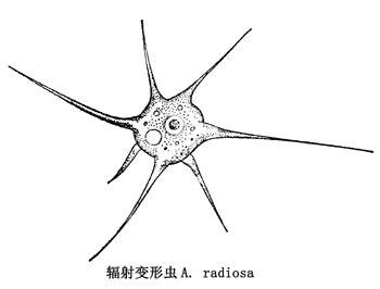 11 辐射变形虫.jpg