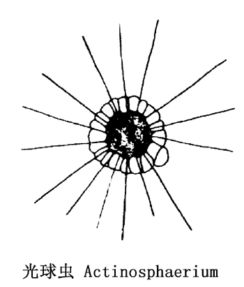 17 光球虫.jpg