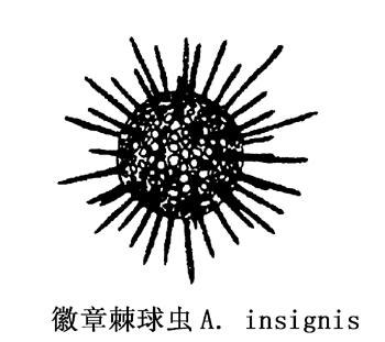 18 徽章棘球虫.jpg