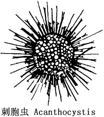 19 刺胞虫.jpg