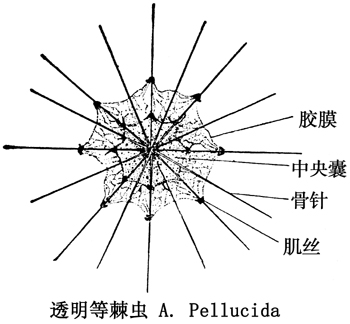 20 透明等棘虫.jpg