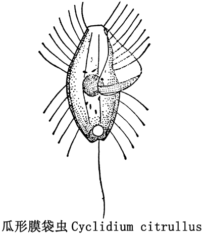 27 瓜形模带虫.jpg