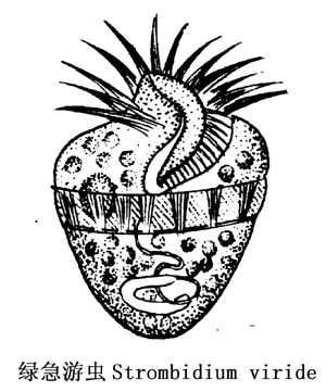 40 绿急游虫.jpg