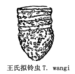 41 王氏拟铃虫.jpg