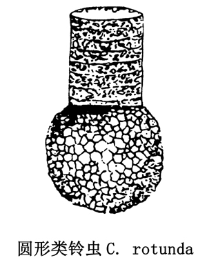 42 圆形类铃虫.jpg