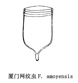 43 厦门网纹虫.jpg