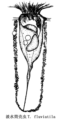 46 淡水筒壳虫.jpg