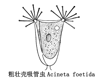 48壳吸管虫.jpg