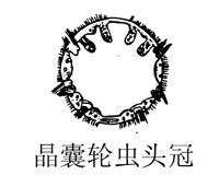 9 晶囊轮虫头冠.jpg