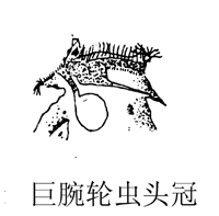 11 巨腕轮虫头冠.jpg