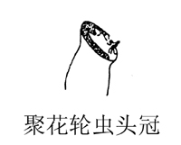 12 聚花轮虫头冠.jpg