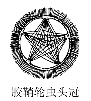 13 胶鞘轮虫头冠.jpg