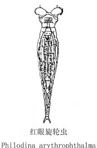 35 红眼旋轮虫.jpg