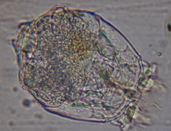 38 角突臂尾轮虫.jpg