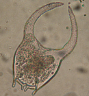 44 剪形臂尾轮虫.jpg