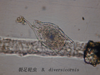 46 裂足臂尾轮虫.jpg