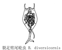 47 裂足臂尾轮虫.jpg