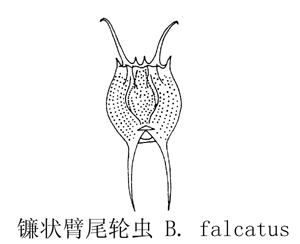 48 镰状臂尾轮虫.jpg