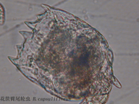 49 方形臂尾轮虫.jpg