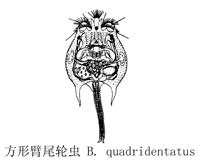 50 方形臂尾轮虫.jpg