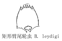 51 矩形臂尾轮虫.jpg