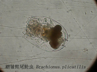 52 L 型褶皱臂尾轮虫.jpg