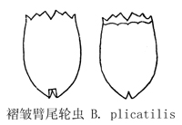 53 L型褶皱壁尾轮虫.jpg