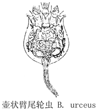 55 壶状臂尾轮虫.jpg