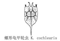 57 螺形龟甲轮虫.jpg