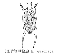 59 矩形龟甲轮虫.jpg