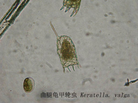 60曲腿龟甲轮虫.jpg
