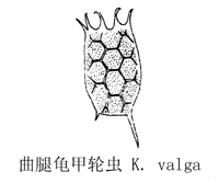 61 曲腿龟甲轮虫.jpg