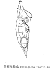 62 前额犀轮虫.jpg