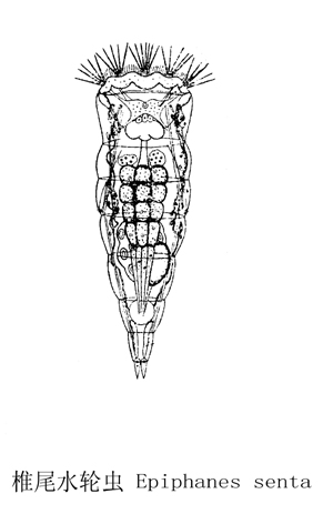 63 椎尾水轮虫.jpg