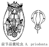 65 前节晶囊轮虫.jpg