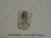 67 针簇多肢轮虫.jpg