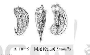 70 同尾轮虫属.jpg
