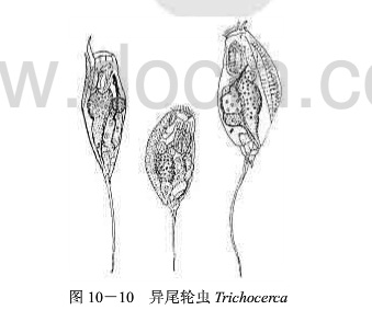 71 异尾轮虫属.jpg