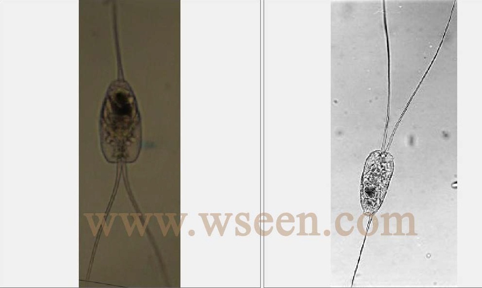 74 长三肢轮虫.jpg