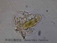 75 环顶巨腕轮虫.jpg