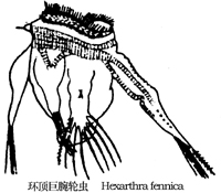 76 环顶巨腕轮虫.jpg