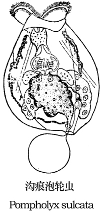 78 沟痕泡轮虫.jpg